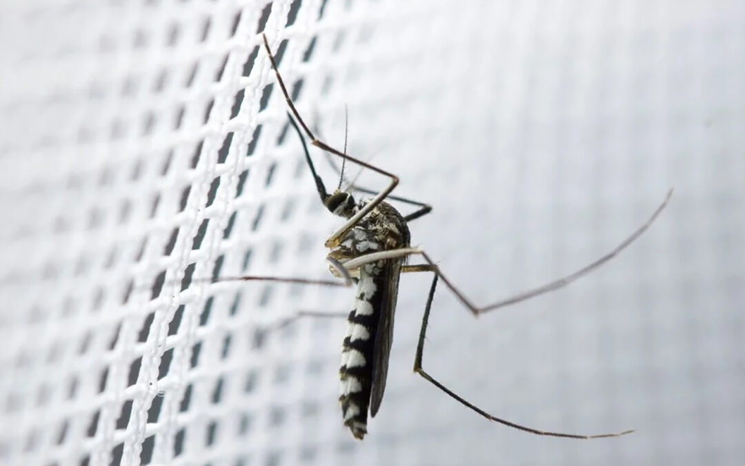 Moustiquaires sur mesure à Roanne !