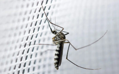 Moustiquaires sur mesure à Roanne !