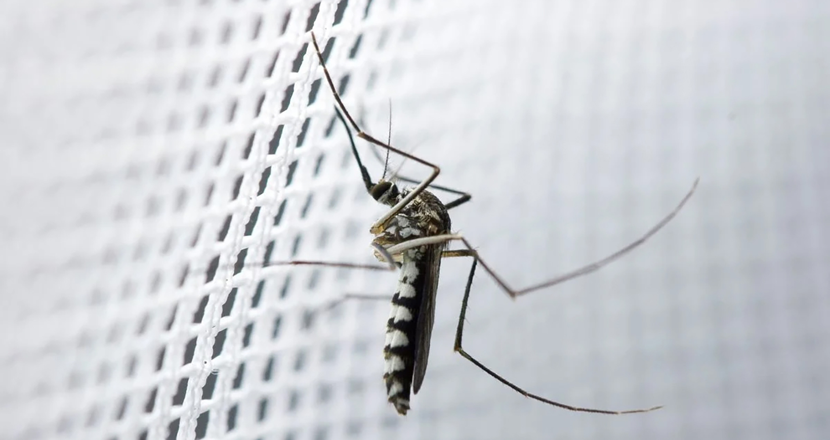 WebSlider 1640x870 Moustiquaire